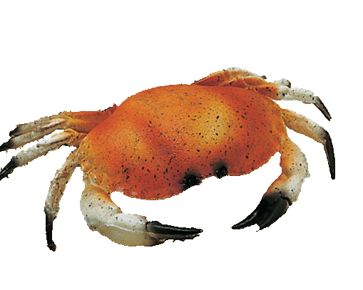 CRABE FACTICE PETIT MODELE