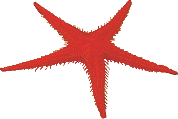 BOITE DE 2 PCS ETOILE DE MER FACTICE